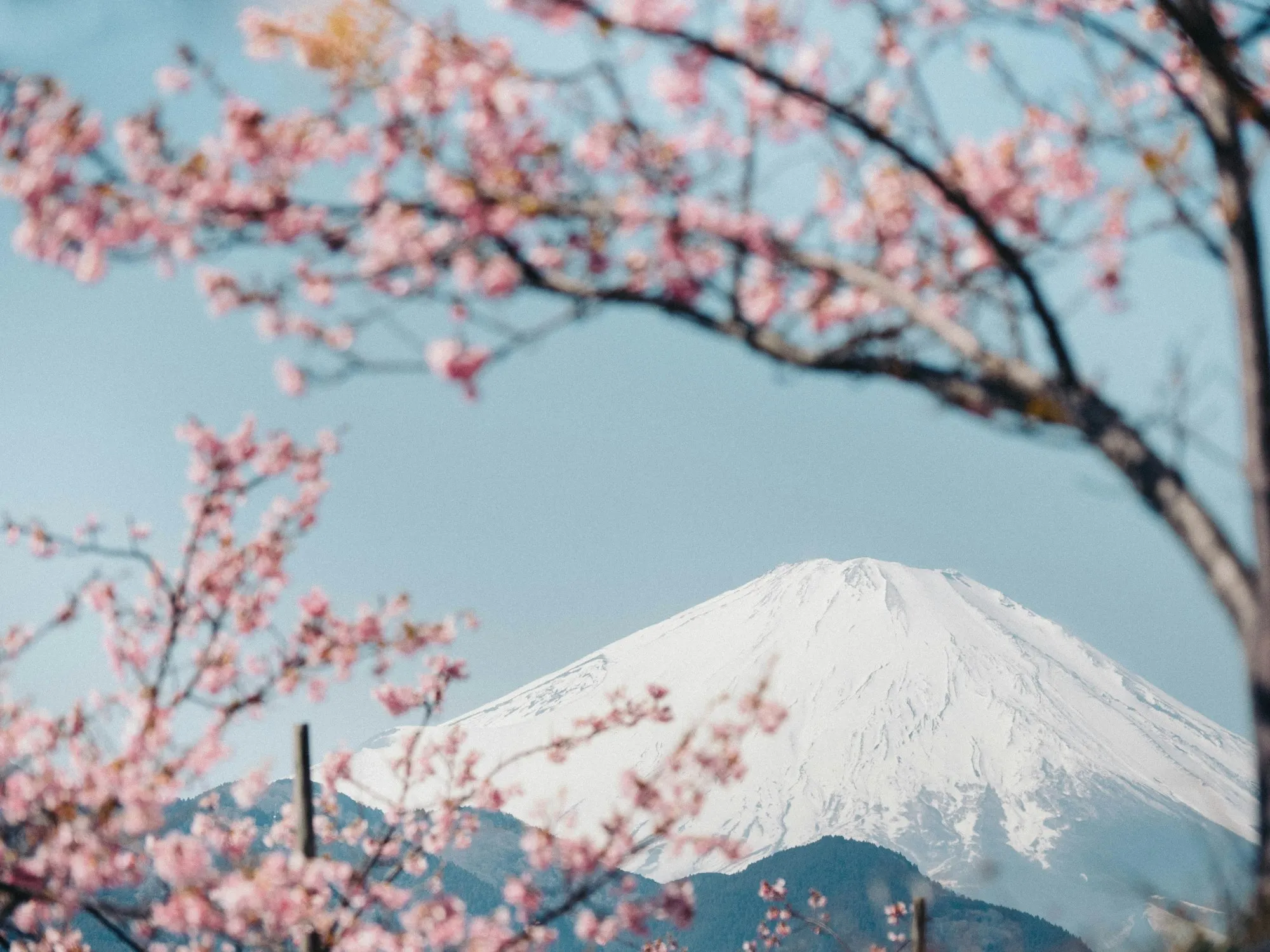 Fuji dağı önünde açmış kiraz çiçekleri