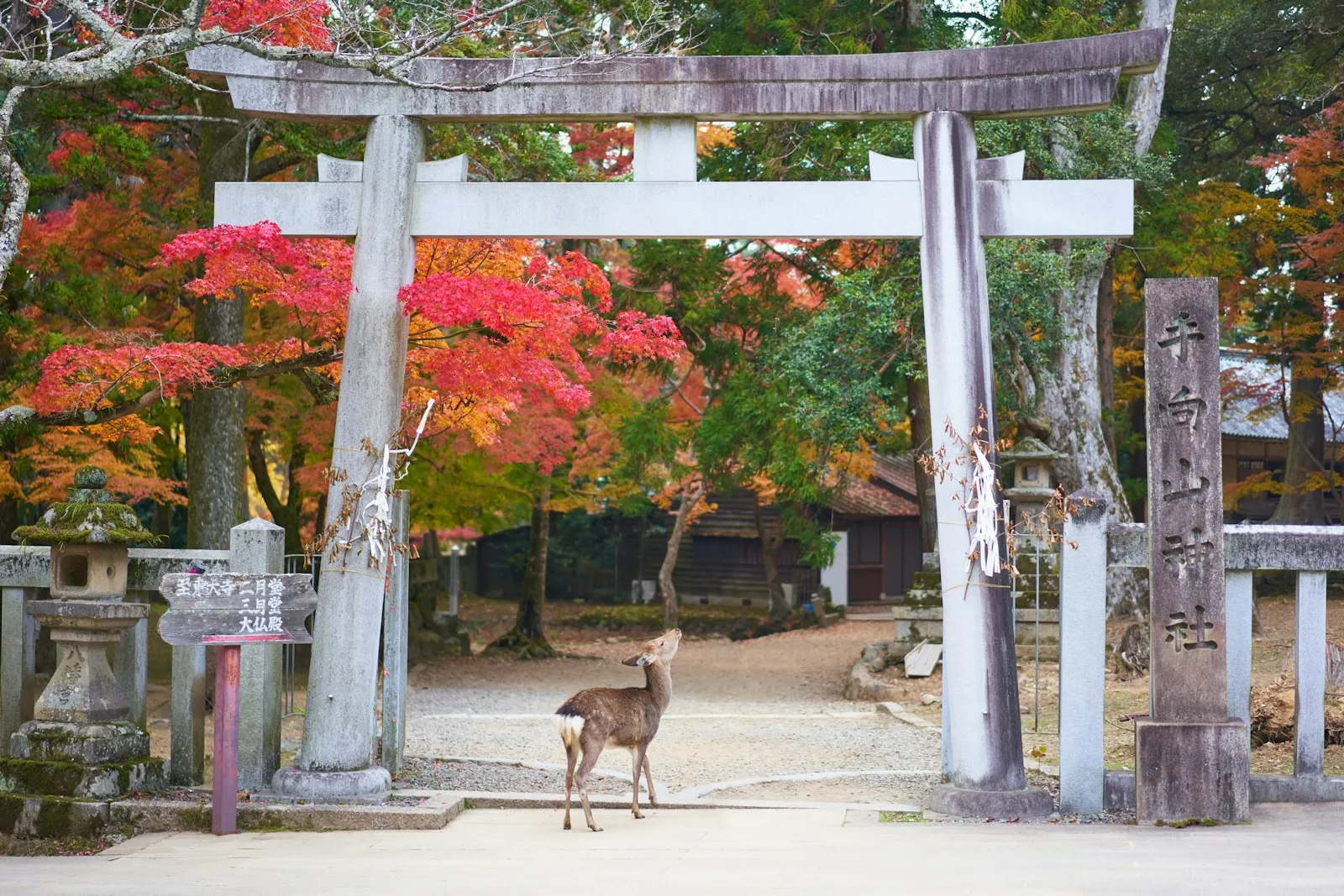 Japonya’da sonbahar yapraklarından bir kare