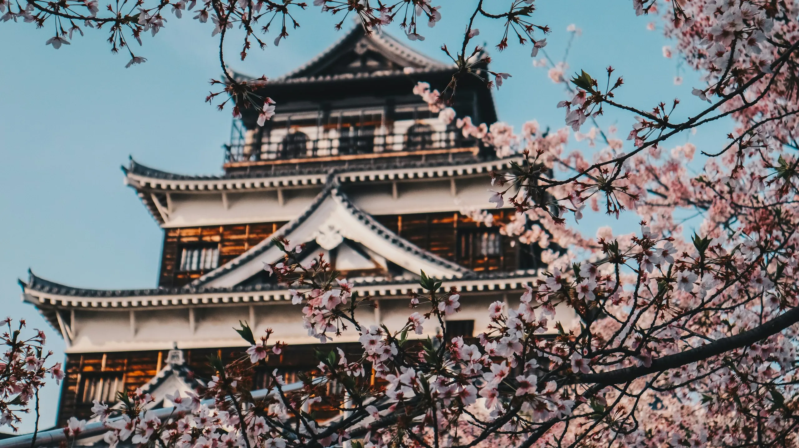 Kiraz çiçekleri arasından görünen bir Japon kalesi