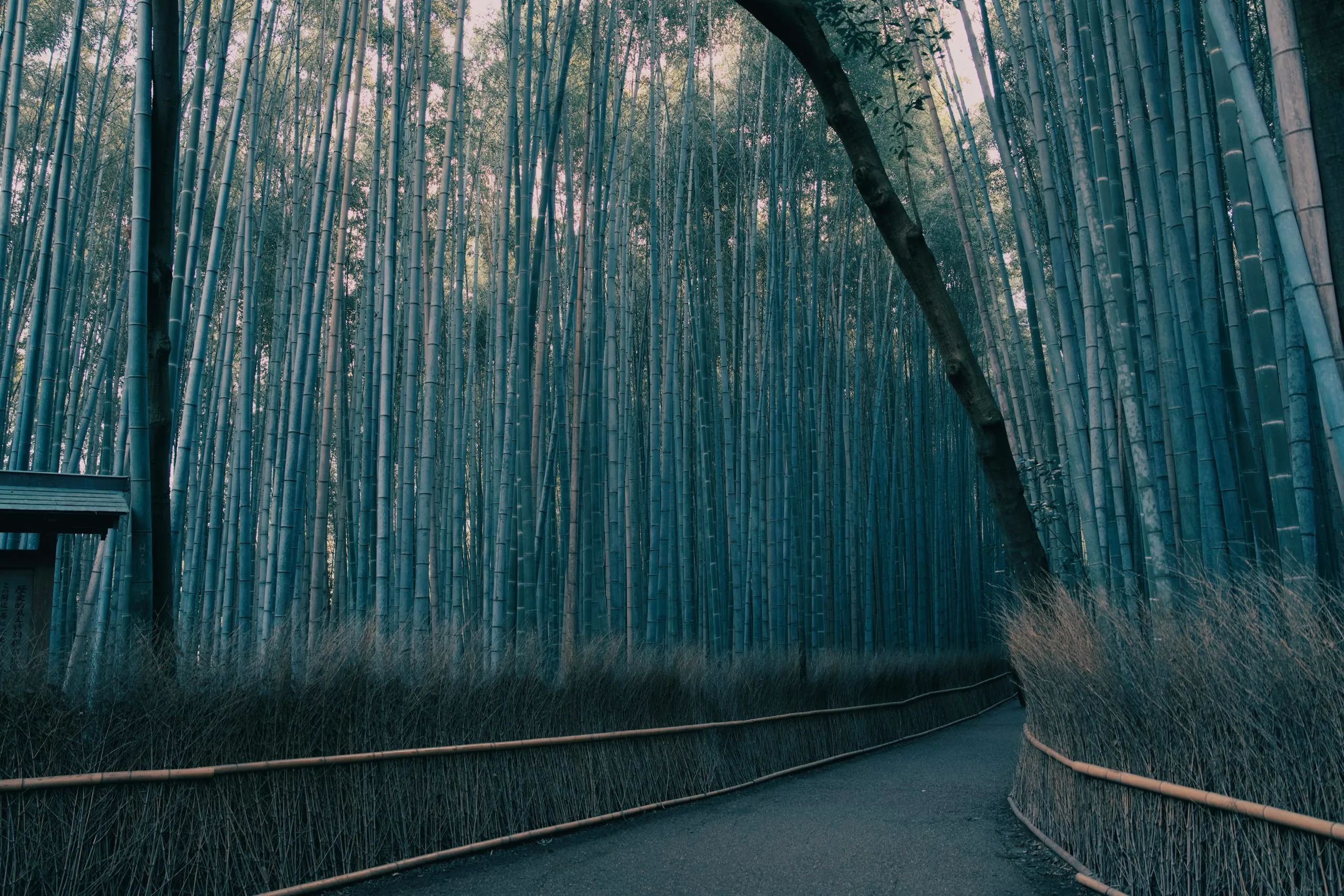 Arashiyama'da bambu ormanında kıvrılan patika