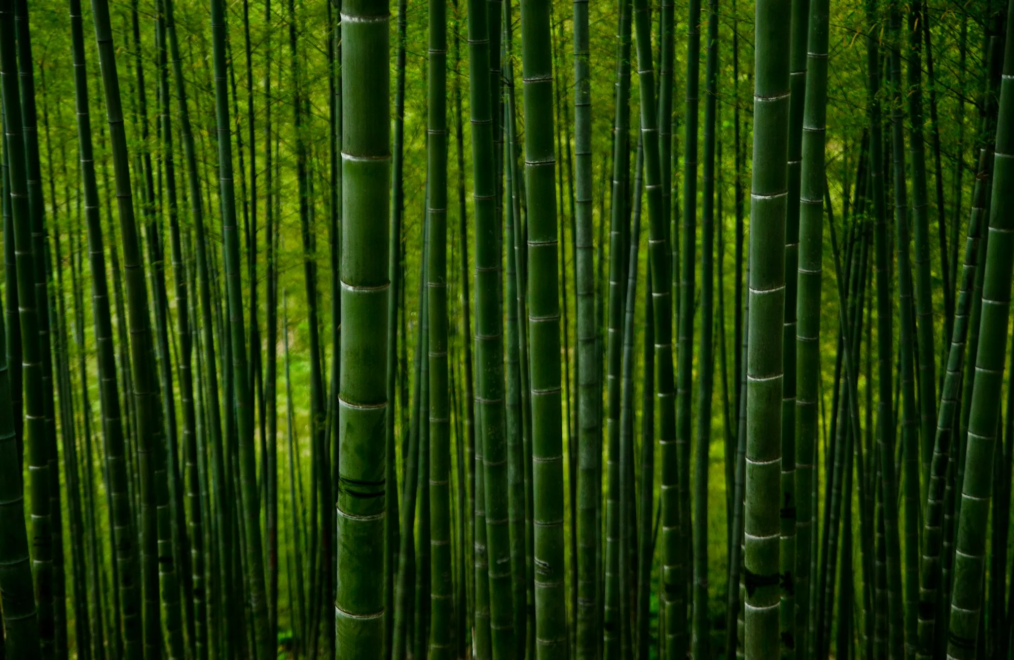 Arashiyama bambu ormanında yapraklar arasından süzülen ışık