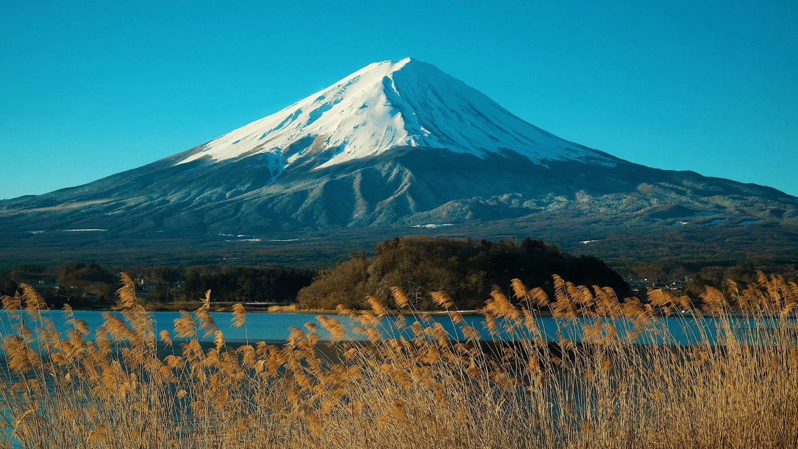 Göl kenarında altın sonbahar otları ve karlı Fuji Dağı