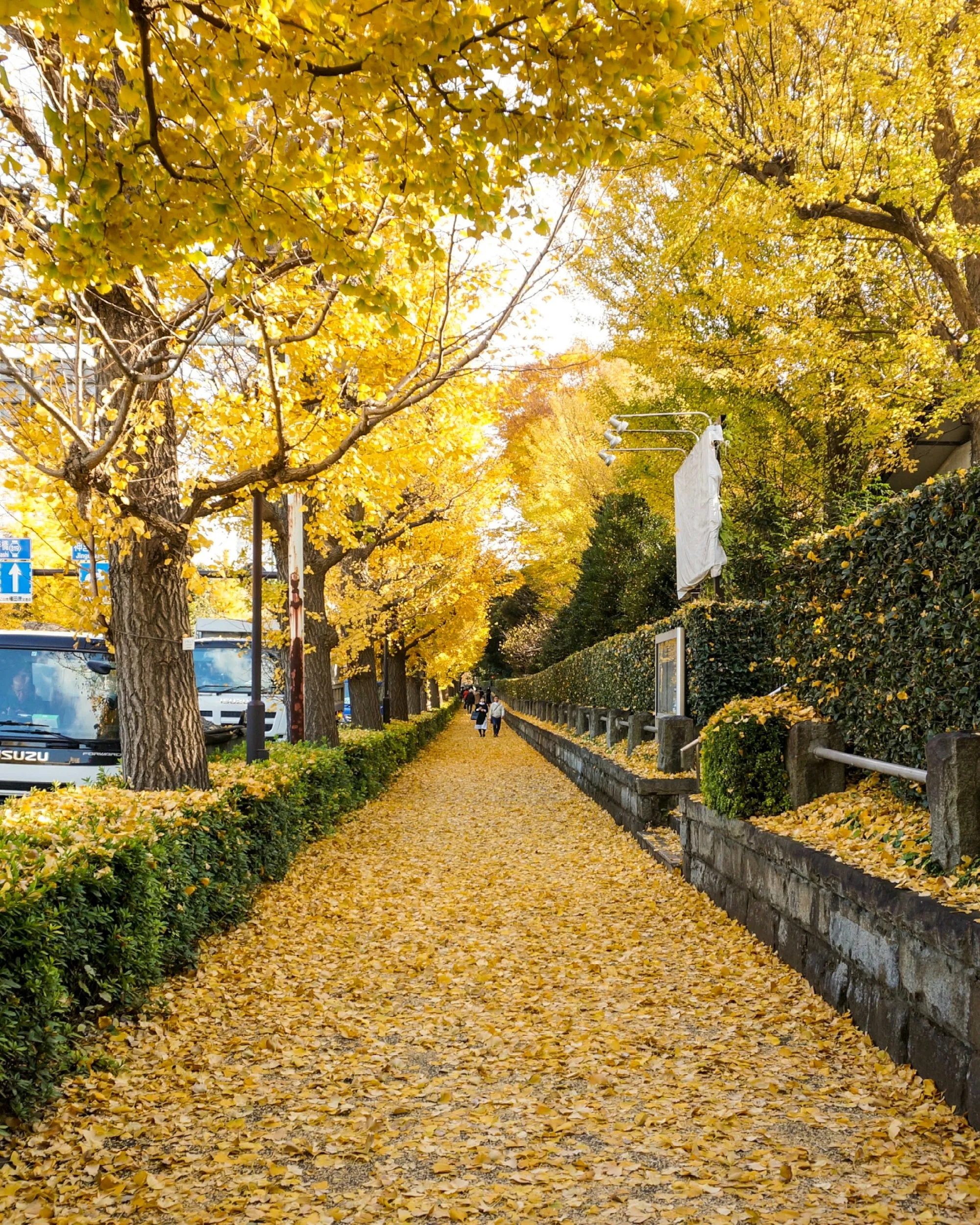 Sonbaharda sararmış ginkgo ağaçlarıyla bir Tokyo bulvarı