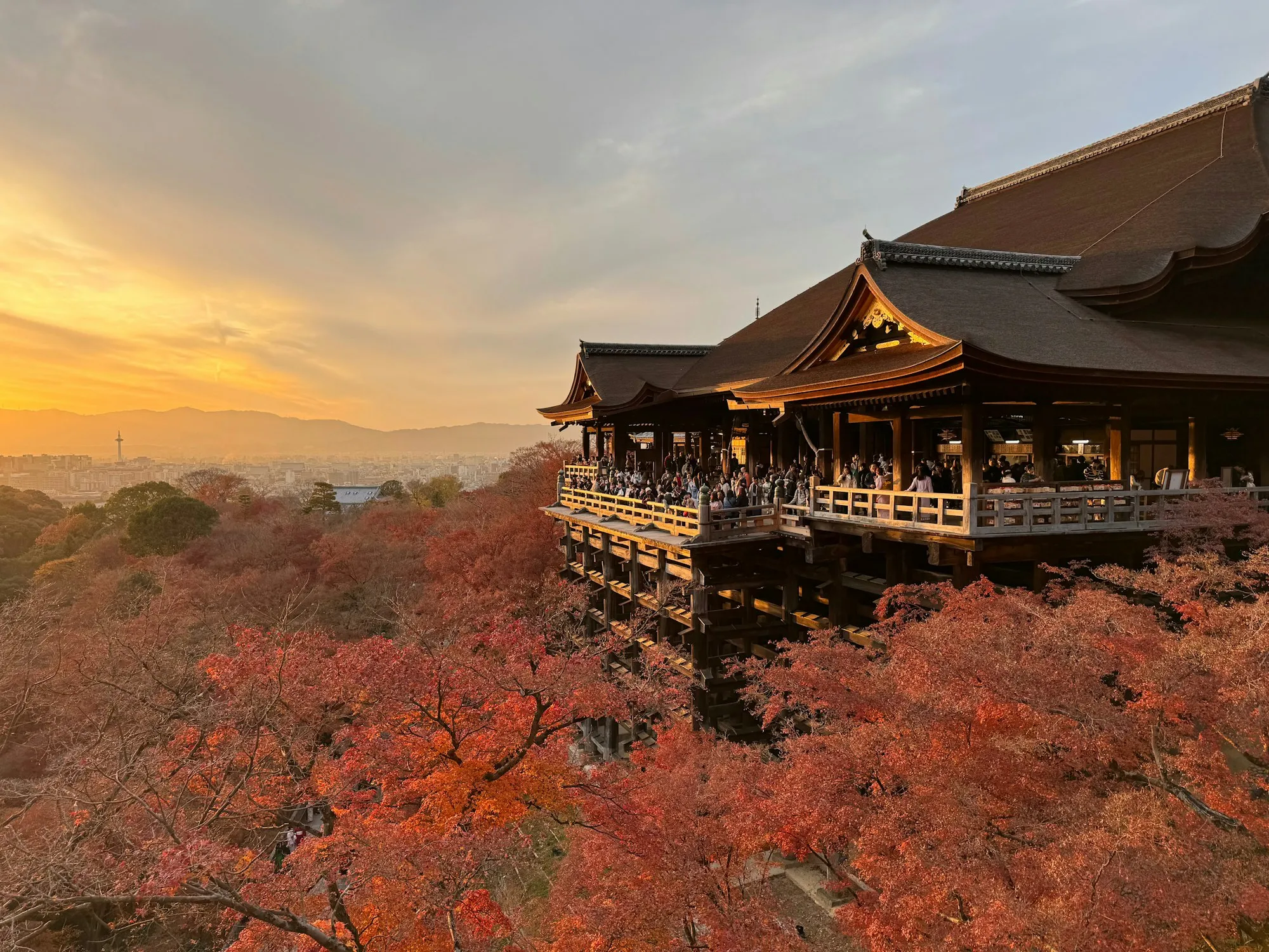 Kyoto'da kızıla dönmüş akçaağaç yaprakları