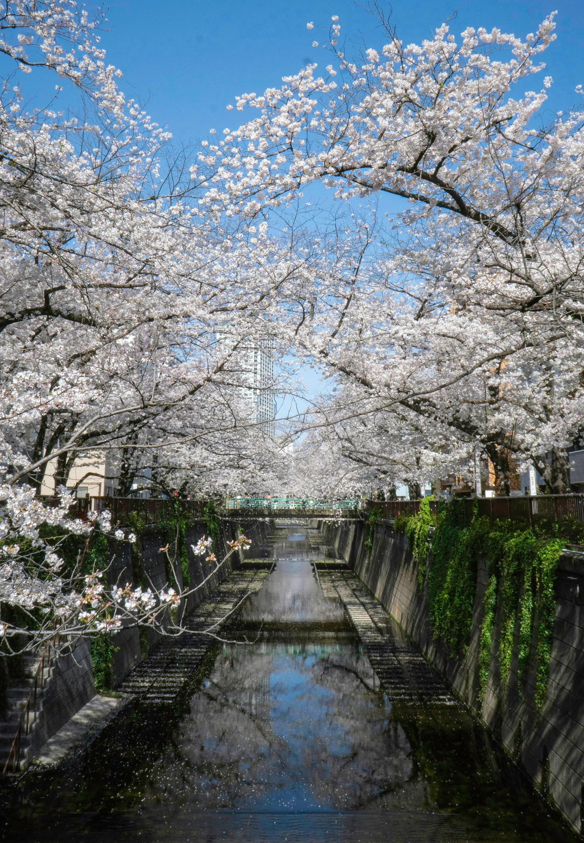 Tokyo'da kiraz çiçekleriyle bezeli bir cadde