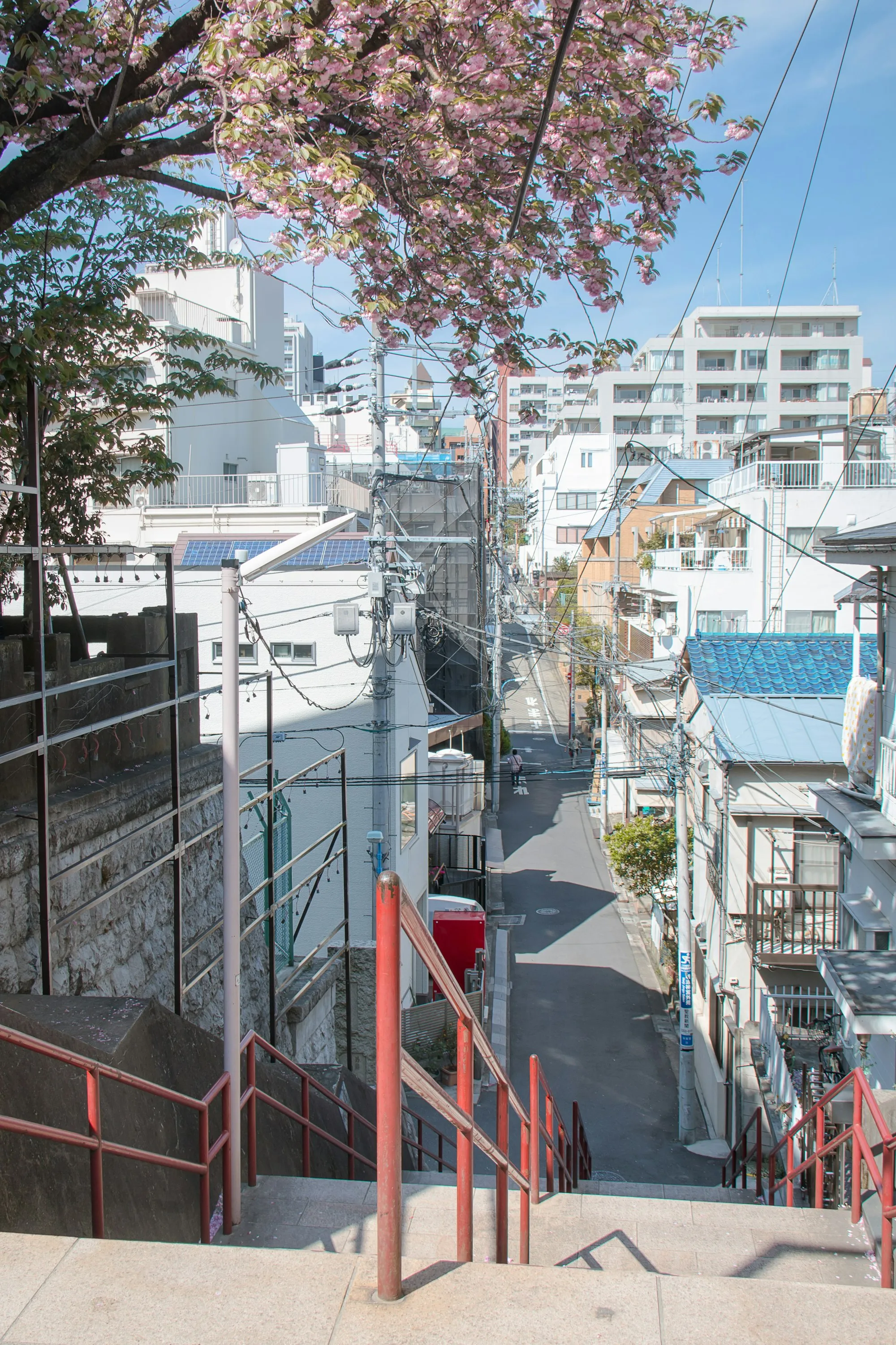 Kiraz çiçekleri arasında bir Tokyo sokağı