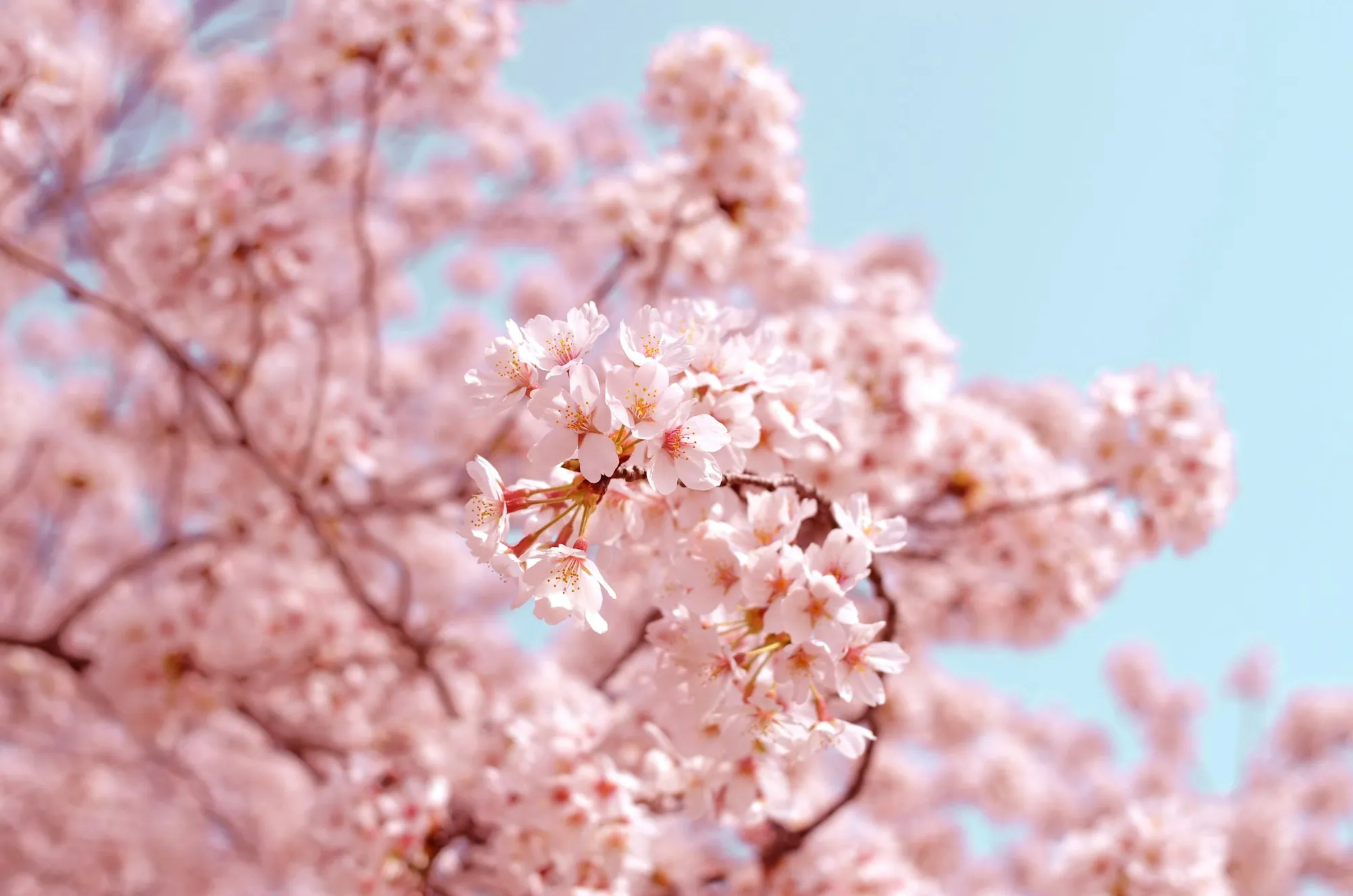 Kiraz çiçekleri tam açmış sakura ağacı, mavi gökyüzü altında