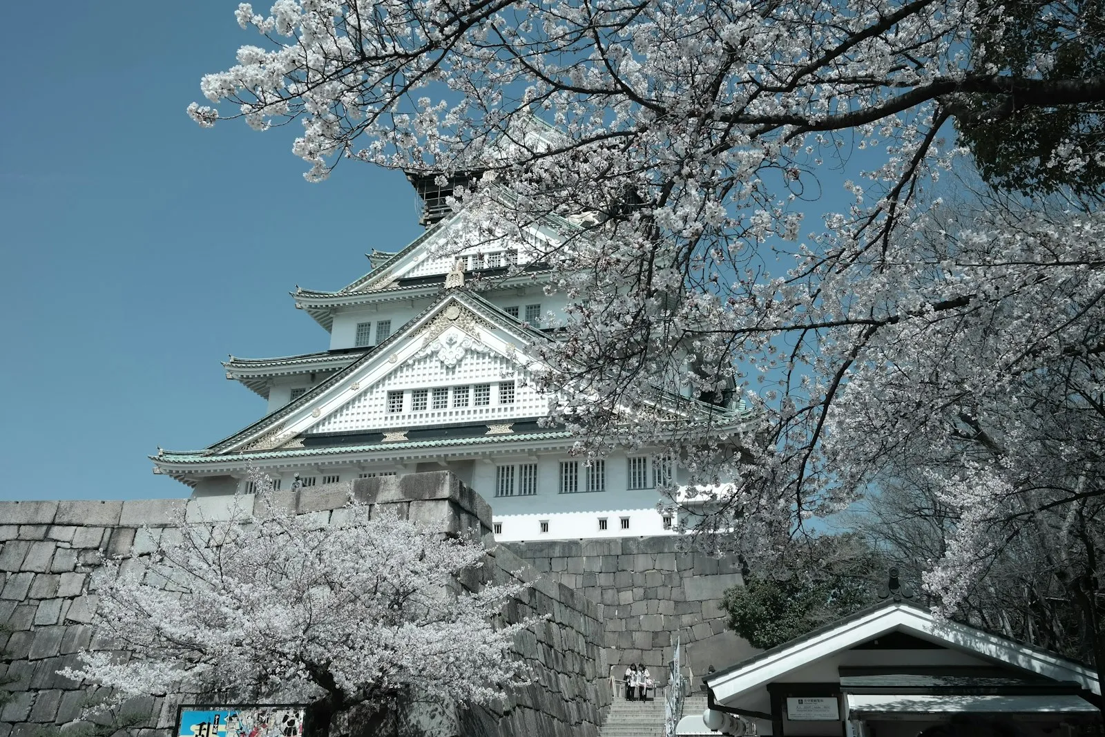 Kiraz çiçekleriyle çevrili Osaka Kalesi