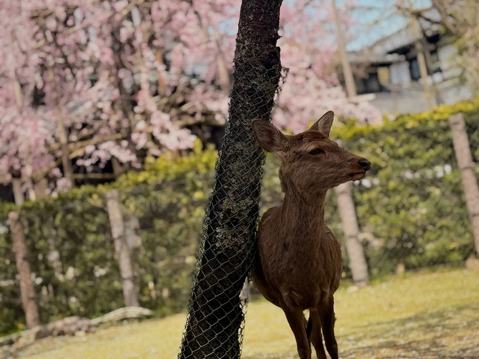 Nara'da kiraz çiçekleri önünde bir geyik